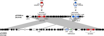 Characterization of a Multiresistance Plasmid Carrying the optrA and cfr Resistance Genes From an Enterococcus faecium Clinical Isolate